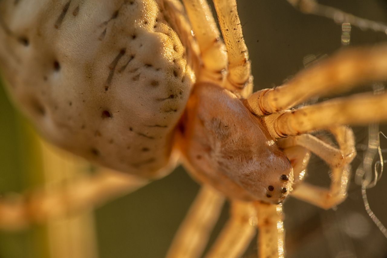 L''Argiope lobata